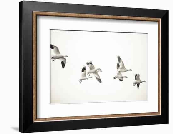 The Gaggle-Nancy Crowell-Framed Photographic Print