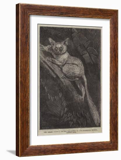 The Galago Maholi, in the Collection of the Zoological Society, Regent's Park-null-Framed Giclee Print