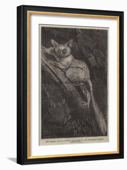 The Galago Maholi, in the Collection of the Zoological Society, Regent's Park-null-Framed Giclee Print