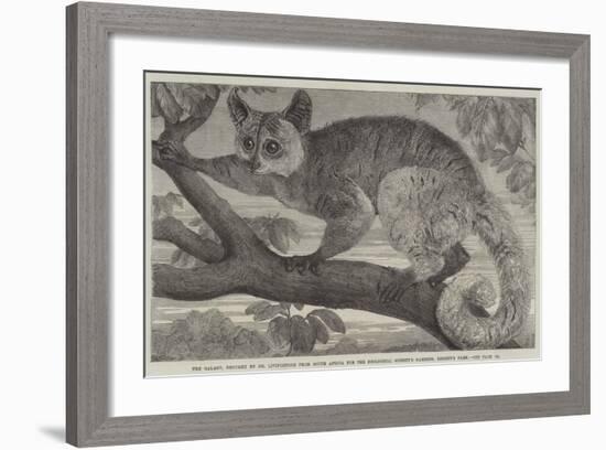 The Galago-null-Framed Giclee Print