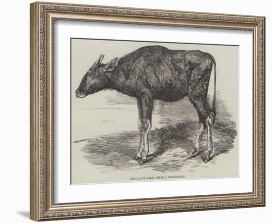 The Gaour Calf-Harrison William Weir-Framed Giclee Print