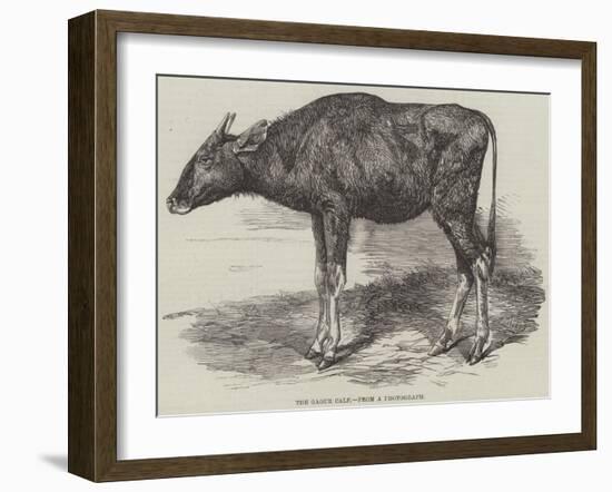 The Gaour Calf-Harrison William Weir-Framed Giclee Print