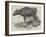 The Gaour Calf-Harrison William Weir-Framed Giclee Print