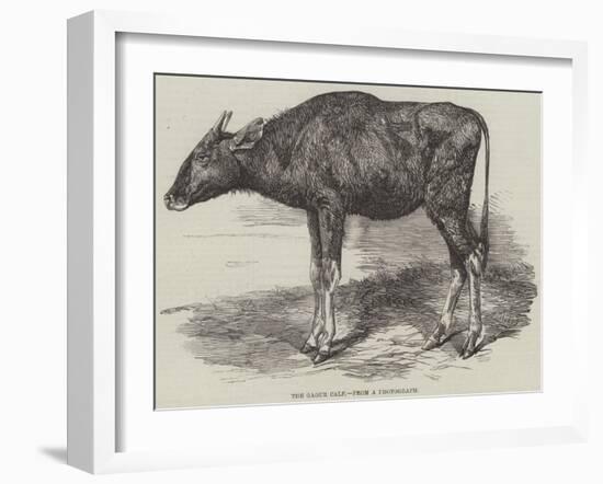 The Gaour Calf-Harrison William Weir-Framed Giclee Print