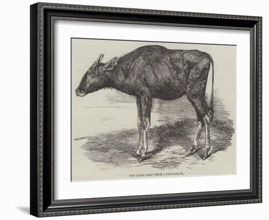 The Gaour Calf-Harrison William Weir-Framed Giclee Print