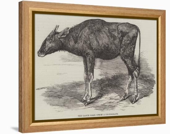 The Gaour Calf-Harrison William Weir-Framed Premier Image Canvas