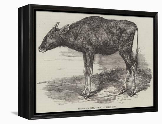 The Gaour Calf-Harrison William Weir-Framed Premier Image Canvas