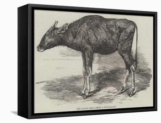 The Gaour Calf-Harrison William Weir-Framed Premier Image Canvas