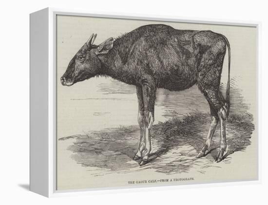 The Gaour Calf-Harrison William Weir-Framed Premier Image Canvas