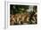 The Garden of Loves, Detail, 1518-Titian (Tiziano Vecelli)-Framed Giclee Print