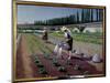 The Gardeners. Two Men with their Watering Cans Irrigate their Plantation. near Them, Glass Bells U-Gustave Caillebotte-Mounted Giclee Print