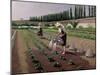 The Gardeners-Gustave Caillebotte-Mounted Giclee Print