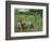 The Geese Pasture, 1893-Camille Pissarro-Framed Giclee Print