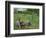 The Geese Pasture, 1893-Camille Pissarro-Framed Giclee Print