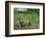 The Geese Pasture, 1893-Camille Pissarro-Framed Giclee Print