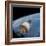 The Gemini-Titan 7 Spacecraft in Earth Orbit-Stocktrek Images-Framed Photographic Print