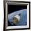 The Gemini-Titan 7 Spacecraft in Earth Orbit-Stocktrek Images-Framed Photographic Print