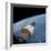 The Gemini-Titan 7 Spacecraft in Earth Orbit-Stocktrek Images-Framed Photographic Print