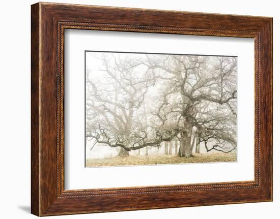 The ghost oaks-Phillipe Manguin-Framed Photographic Print