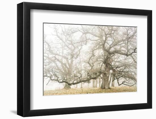 The ghost oaks-Phillipe Manguin-Framed Photographic Print