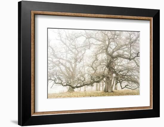 The ghost oaks-Phillipe Manguin-Framed Photographic Print