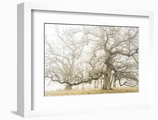 The ghost oaks-Phillipe Manguin-Framed Photographic Print