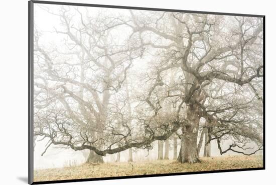 The ghost oaks-Phillipe Manguin-Mounted Photographic Print