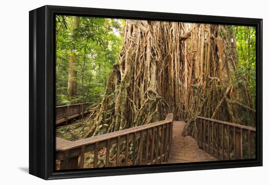 The Giant Fig Tree on the Atherton Tablelands Is a Popular Tourist Destination in Queensland-Paul Dymond-Framed Premier Image Canvas