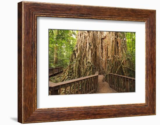 The Giant Fig Tree on the Atherton Tablelands Is a Popular Tourist Destination in Queensland-Paul Dymond-Framed Photographic Print
