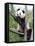 The Giant Panda in Zoo-egal-Framed Premier Image Canvas