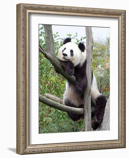 The Giant Panda in Zoo-egal-Framed Photographic Print