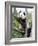 The Giant Panda in Zoo-egal-Framed Photographic Print