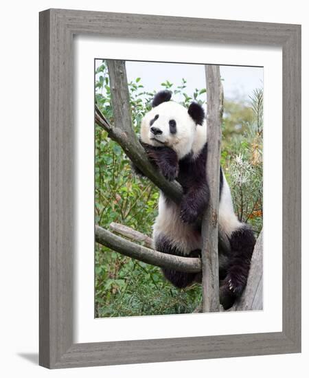 The Giant Panda in Zoo-egal-Framed Photographic Print