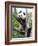 The Giant Panda in Zoo-egal-Framed Photographic Print