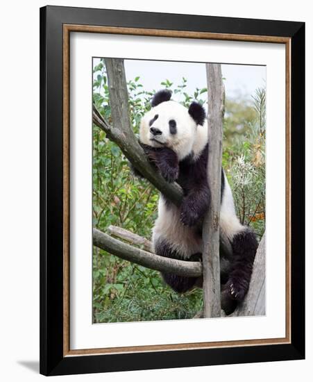 The Giant Panda in Zoo-egal-Framed Photographic Print