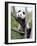 The Giant Panda in Zoo-egal-Framed Photographic Print