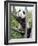 The Giant Panda in Zoo-egal-Framed Photographic Print