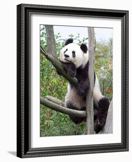 The Giant Panda in Zoo-egal-Framed Photographic Print