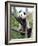 The Giant Panda in Zoo-egal-Framed Photographic Print