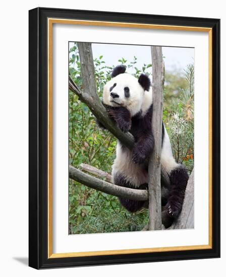 The Giant Panda in Zoo-egal-Framed Photographic Print