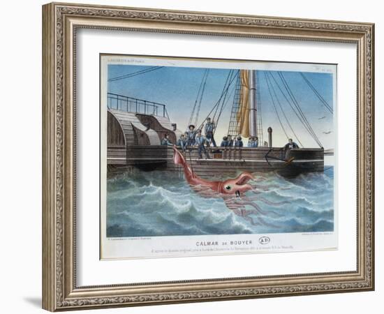 The Giant Squid Caught by the Alecton off the Coast of Tenerife, 30th November 1861-E. Rodolphe-Framed Giclee Print