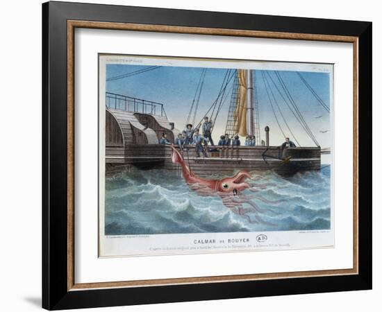 The Giant Squid Caught by the Alecton off the Coast of Tenerife, 30th November 1861-E. Rodolphe-Framed Giclee Print