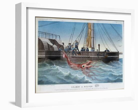 The Giant Squid Caught by the Alecton off the Coast of Tenerife, 30th November 1861-E. Rodolphe-Framed Giclee Print