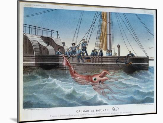 The Giant Squid Caught by the Alecton off the Coast of Tenerife, 30th November 1861-E. Rodolphe-Mounted Giclee Print