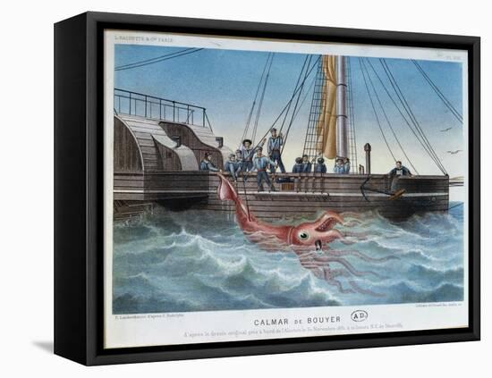 The Giant Squid Caught by the Alecton off the Coast of Tenerife, 30th November 1861-E. Rodolphe-Framed Premier Image Canvas