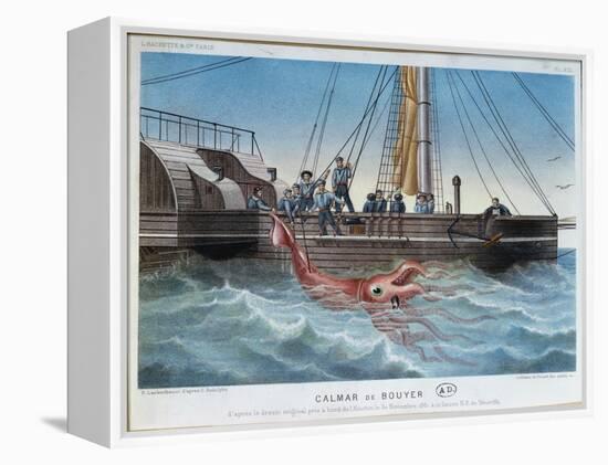 The Giant Squid Caught by the Alecton off the Coast of Tenerife, 30th November 1861-E. Rodolphe-Framed Premier Image Canvas