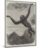 The Gibbon at the Zoological Society's Gardens-Friedrich Wilhelm Keyl-Mounted Giclee Print