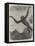The Gibbon at the Zoological Society's Gardens-Friedrich Wilhelm Keyl-Framed Premier Image Canvas