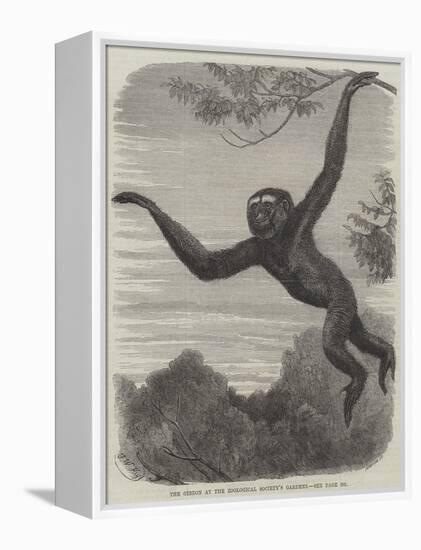 The Gibbon at the Zoological Society's Gardens-Friedrich Wilhelm Keyl-Framed Premier Image Canvas