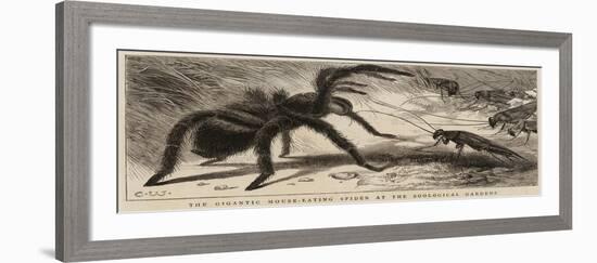 The Gigantic Mouse-Eating Spider at the Zoological Gardens-null-Framed Giclee Print